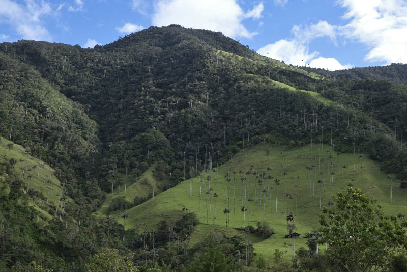 Vale de Cocora