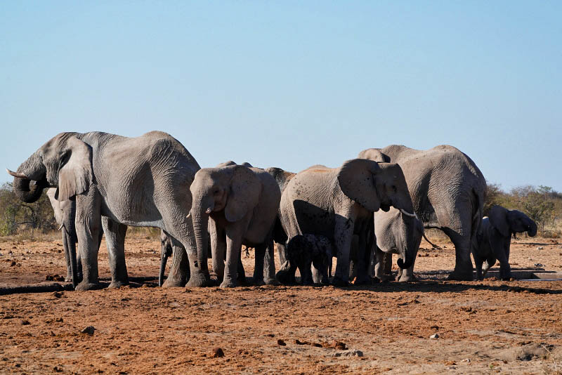 Etosha National Park, Tsumcor Waterhole