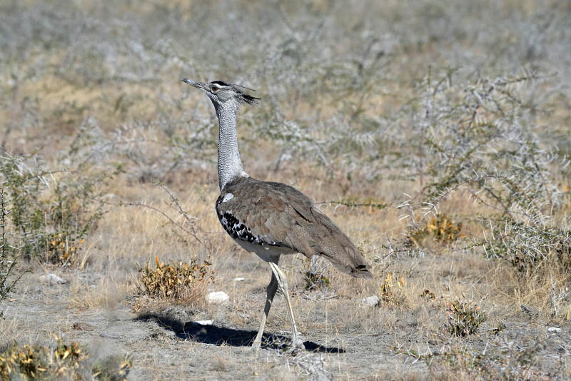 Etosha National Park, to Etosha Lookout