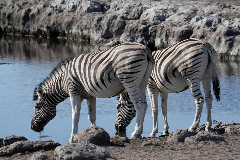 Etosha National Park, Etosha Waterhole