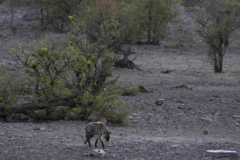 Etosha National Park, Halali Waterhole