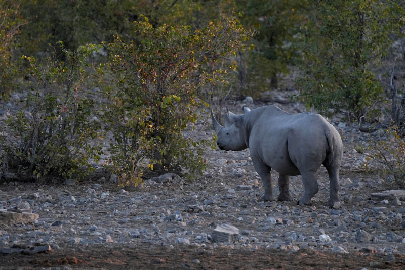 Etosha National Park, Halali Waterhole