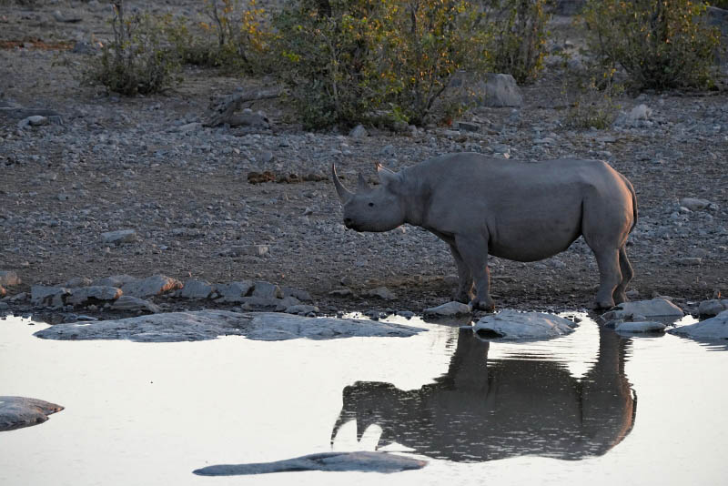 Etosha National Park, Halali Waterhole