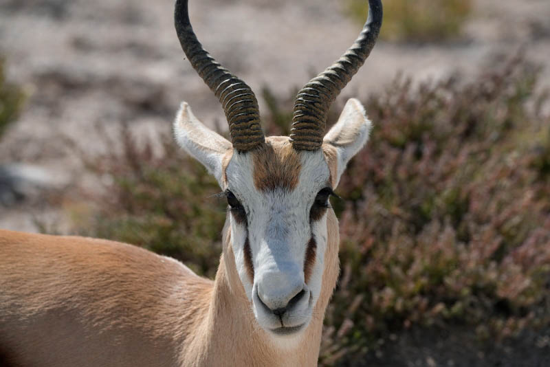 Etosha National Park, from Charitsaub to Nuamses Waterhole