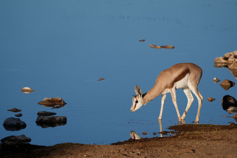 Etosha National Park, Okaukuejo Waterhole