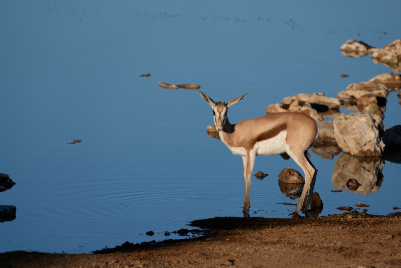 Etosha National Park, Okaukuejo Waterhole