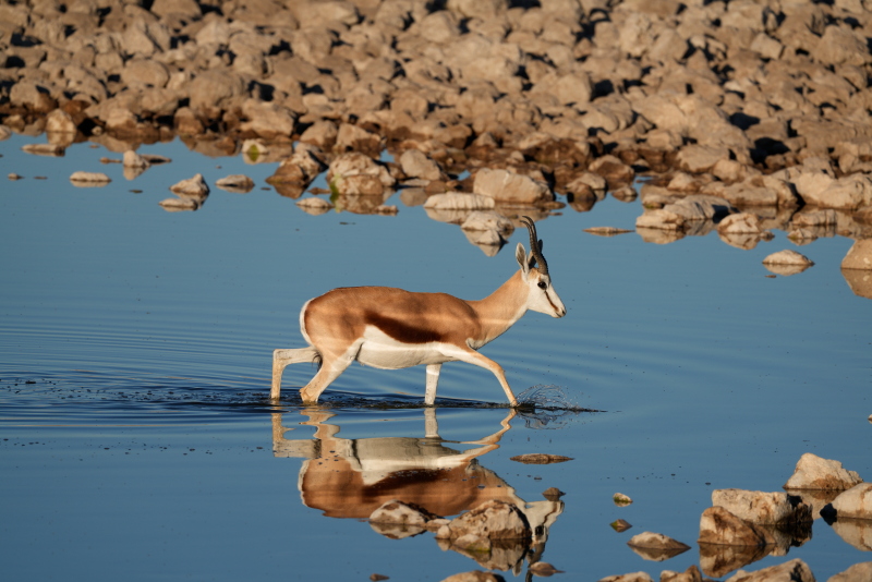 Etosha National Park, Okaukuejo Waterhole