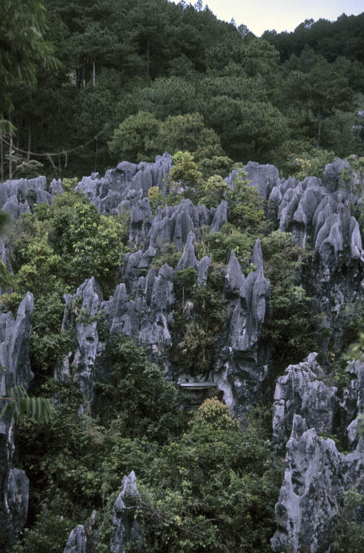 Stone Forest, Philippines