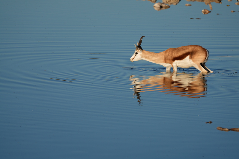 Etosha National Park, Okaukuejo Waterhole