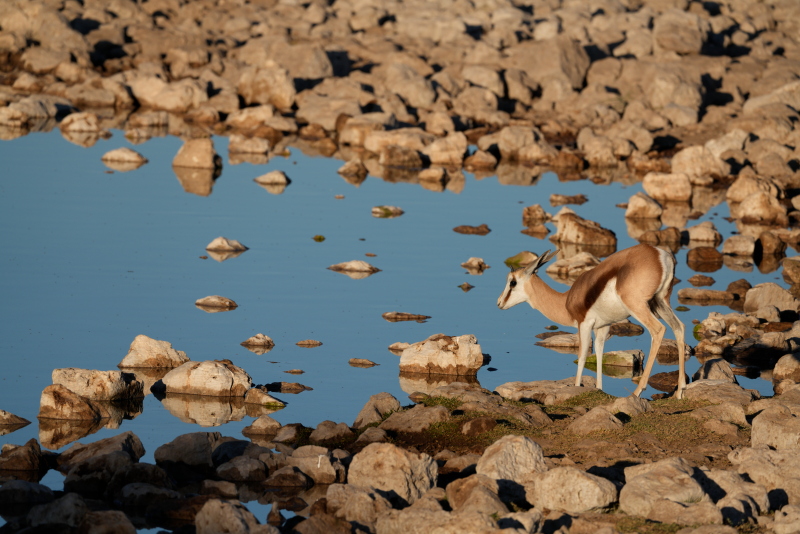 Etosha National Park, Okaukuejo Waterhole