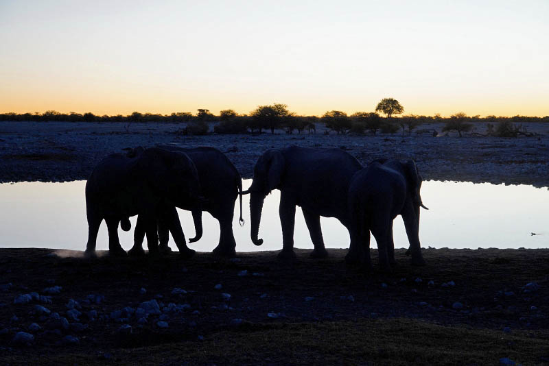 Etosha National Park, Okaukuejo Waterhole