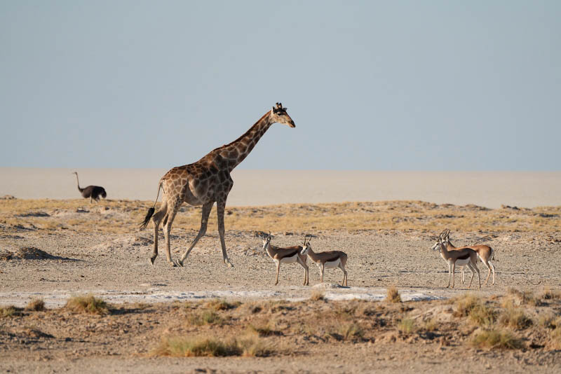 Etosha National Park, from Nebrowni to Okaukuejo