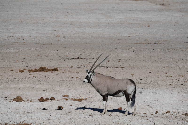 Etosha National Park, Nebrowni 