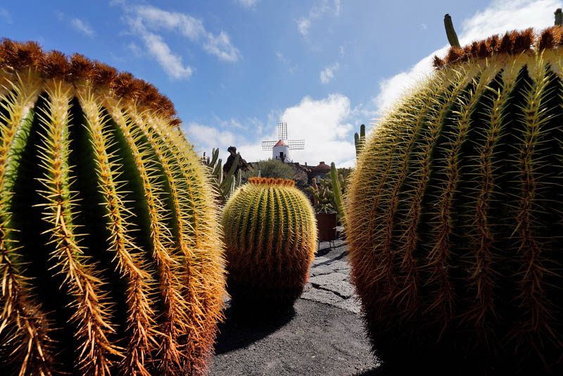 Cactus Garden