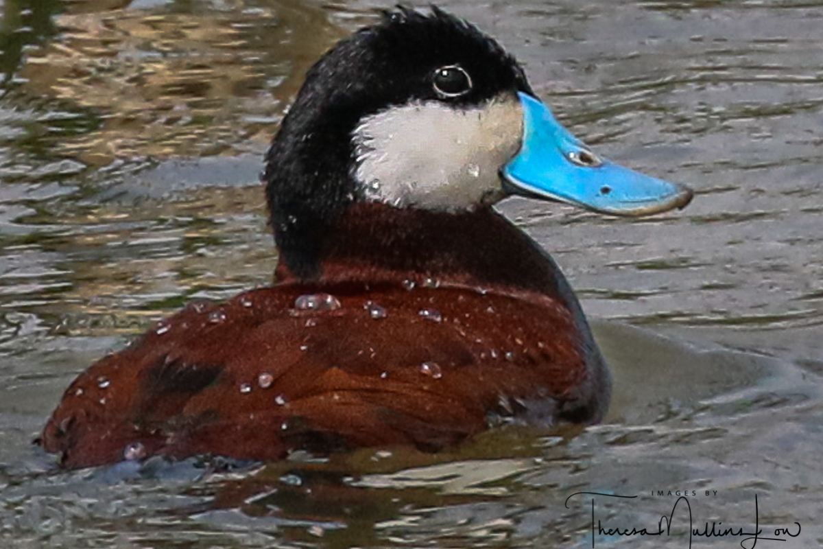 Ohio_Birding May_2019 Ruddy Duck.jpg