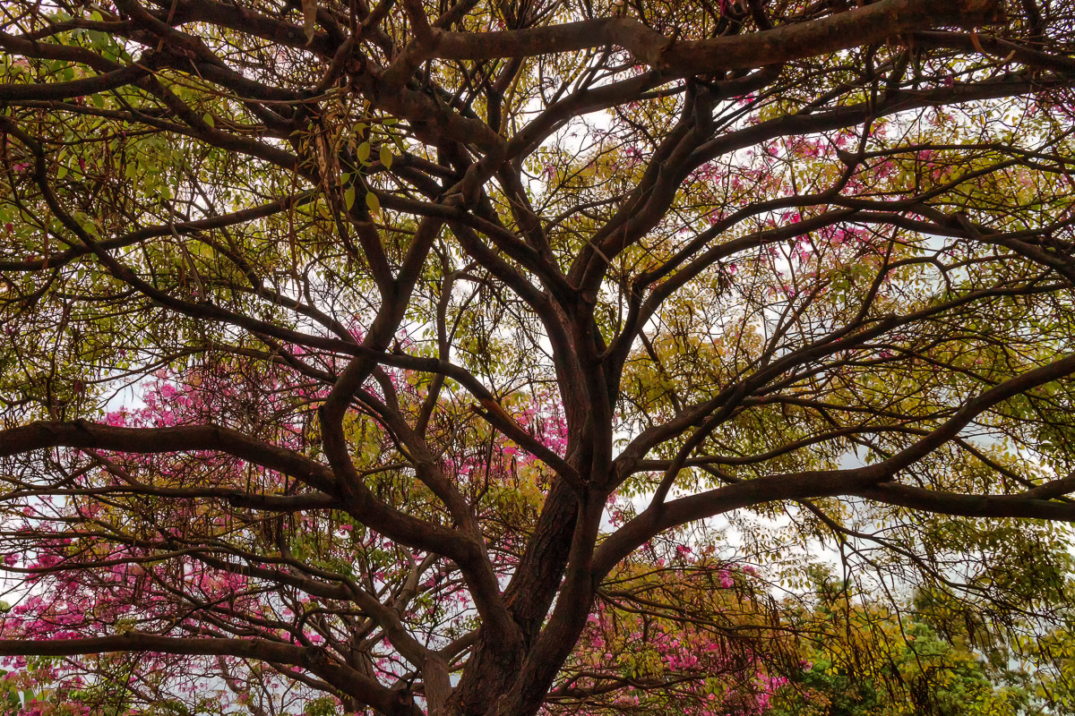 Tree Branches