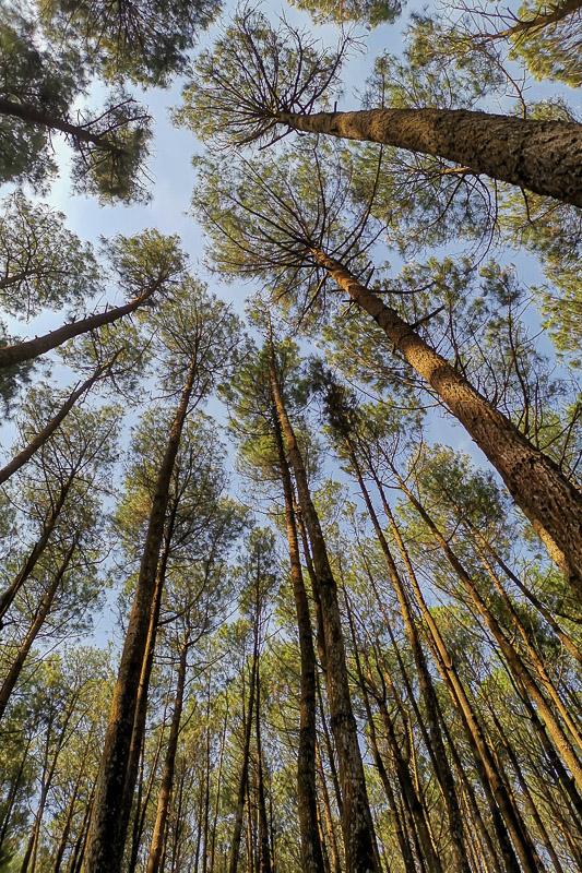 Hutan Pinus Mangunan 3