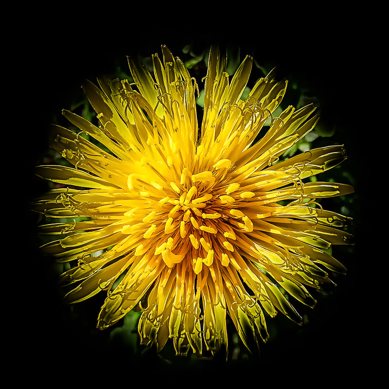 Dandelion