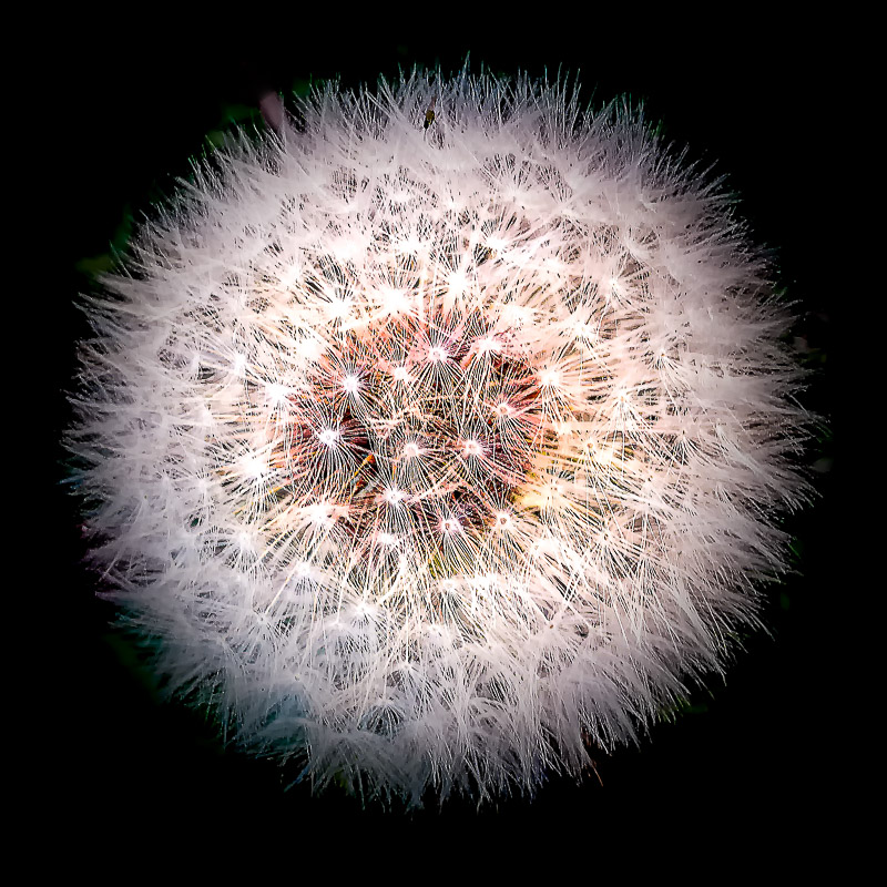 Dandelion Seedhead