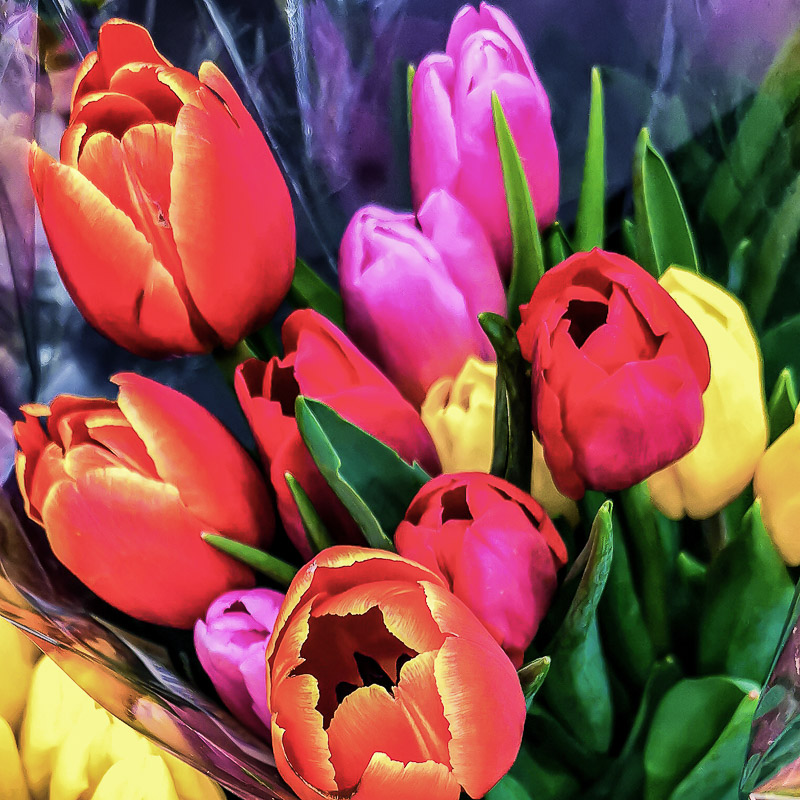 Multi Color Tulips