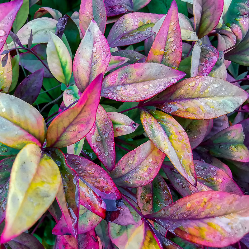 Multi Color Leaves