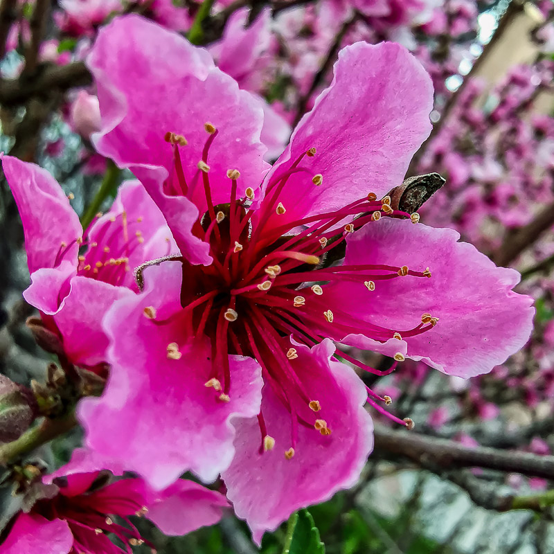 Spring Blossom