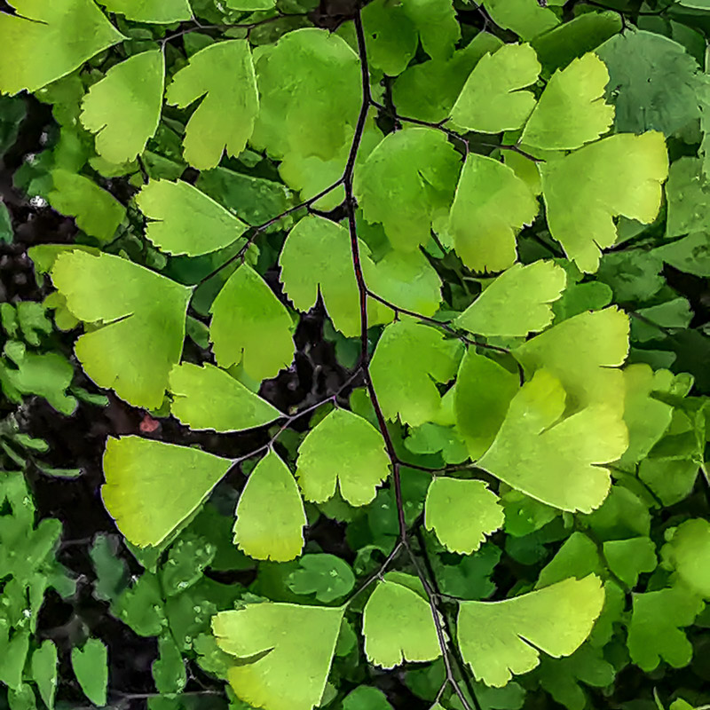 Delta Maidenhair