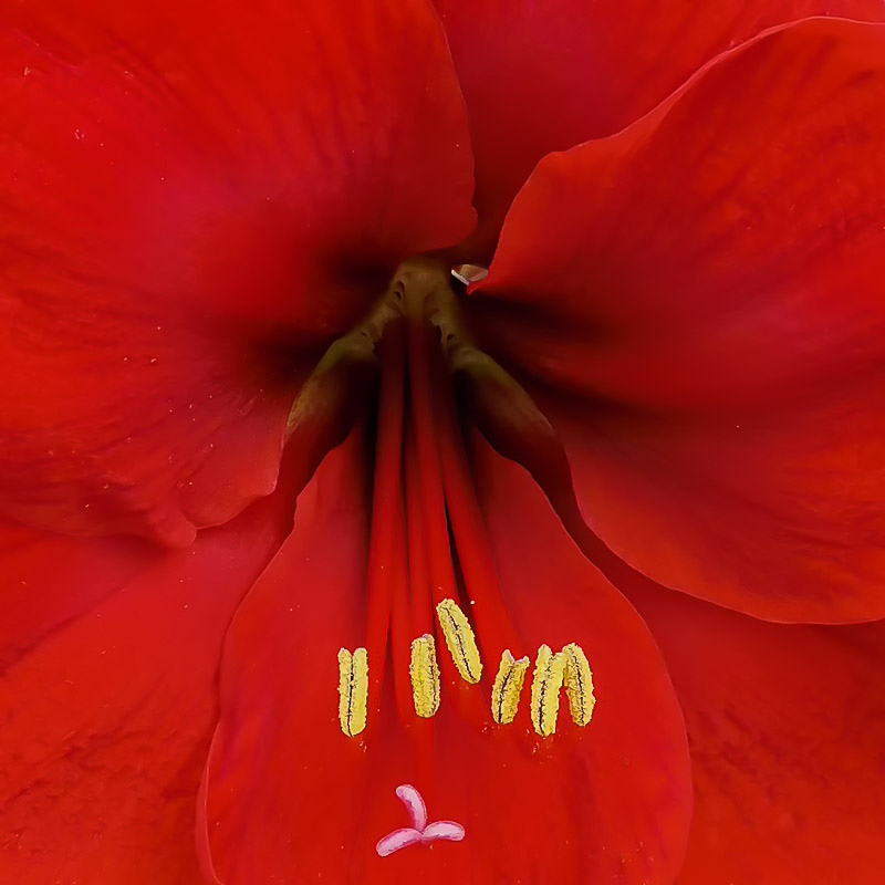 Red Amaryllis