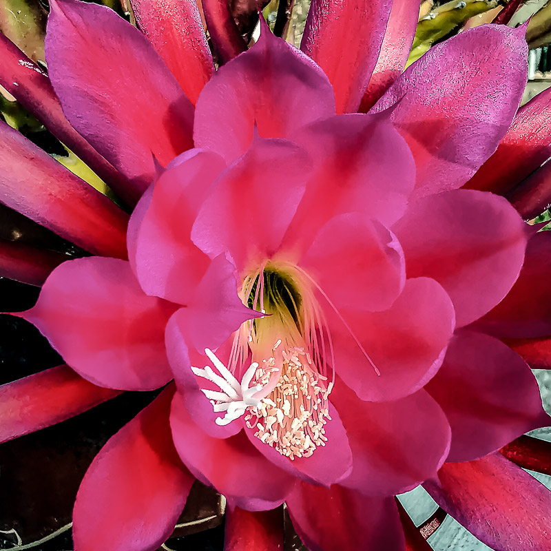 Epiphyllum