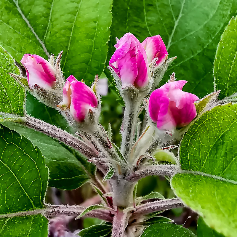 Fuji Apple Flowers