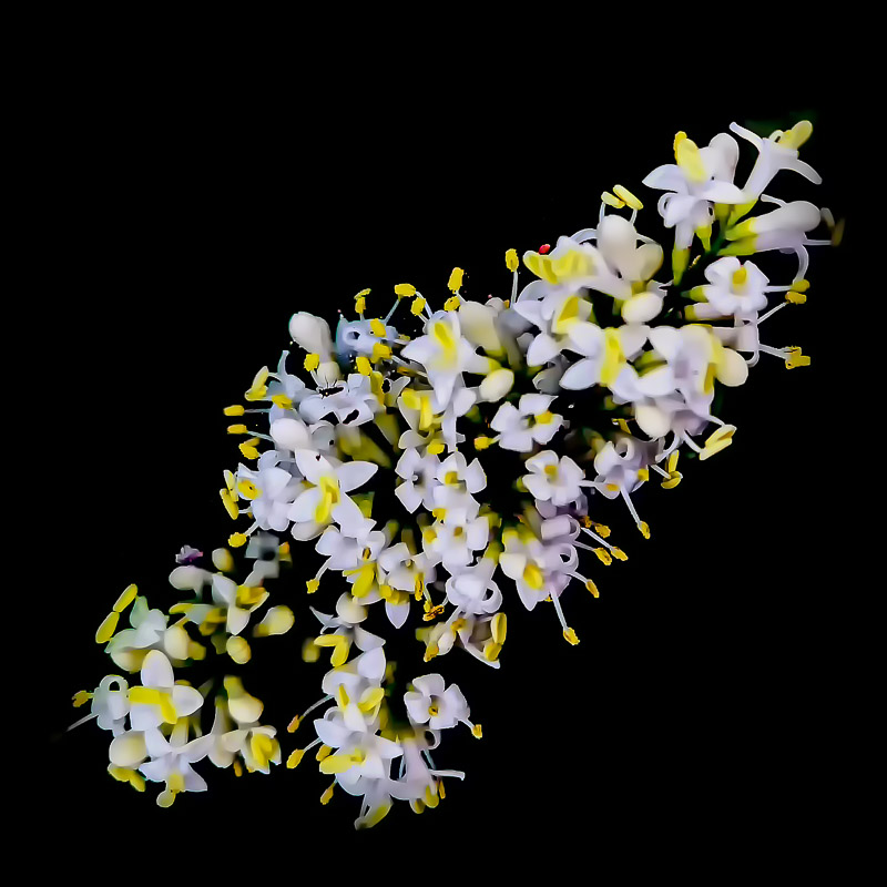 Tiny Shrub Flowers