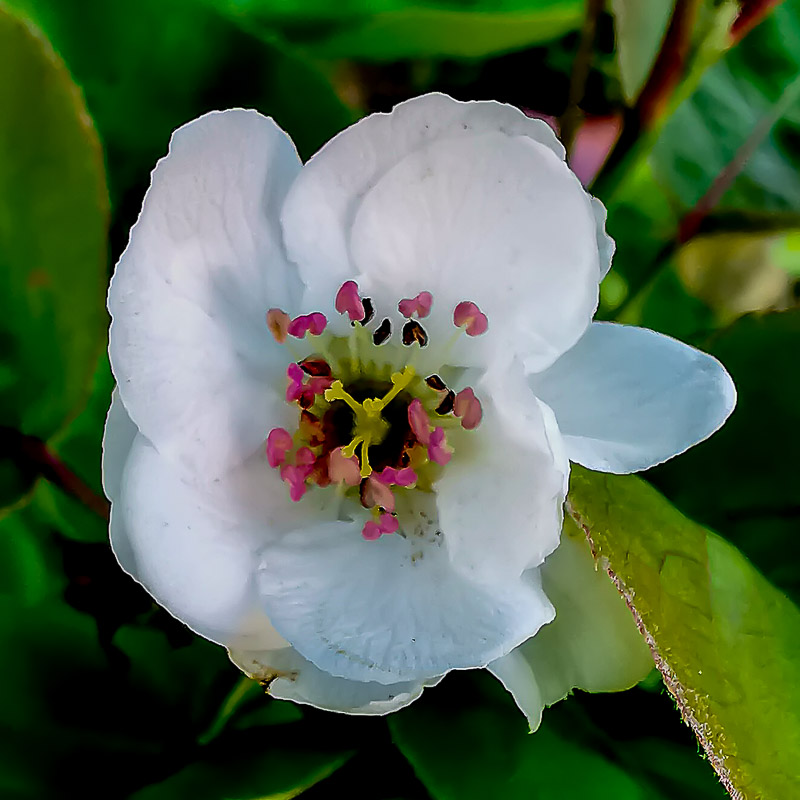 Pear Blossom