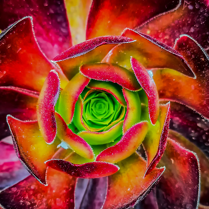 Aeonium arboreum 