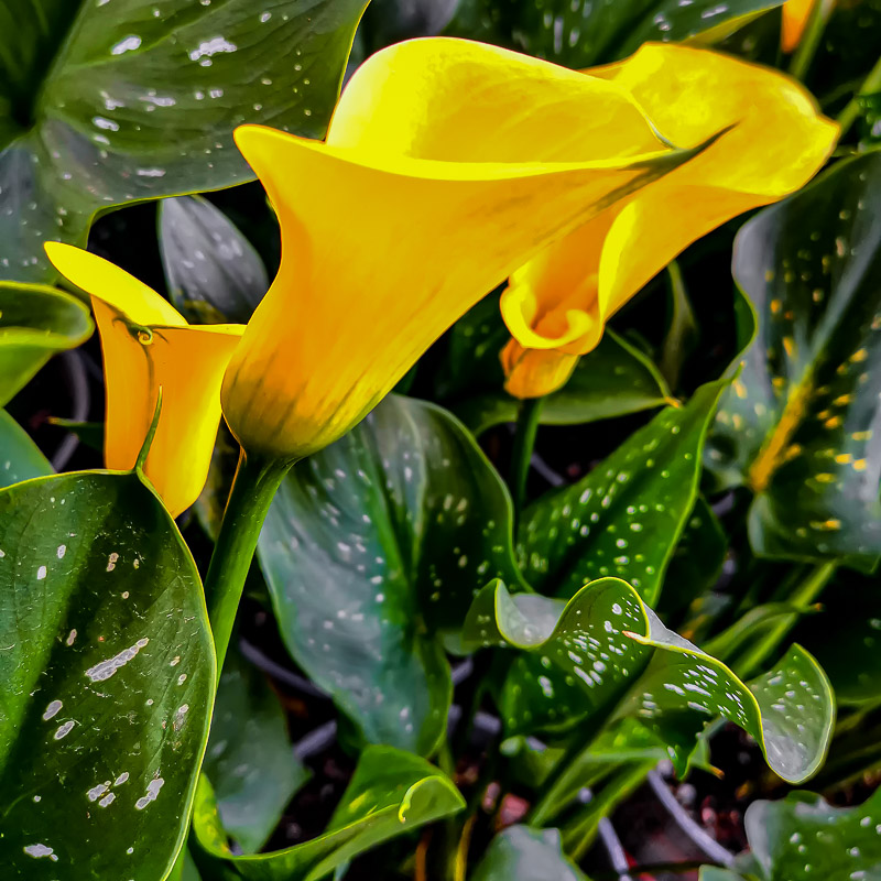 Yellow Calla Lily