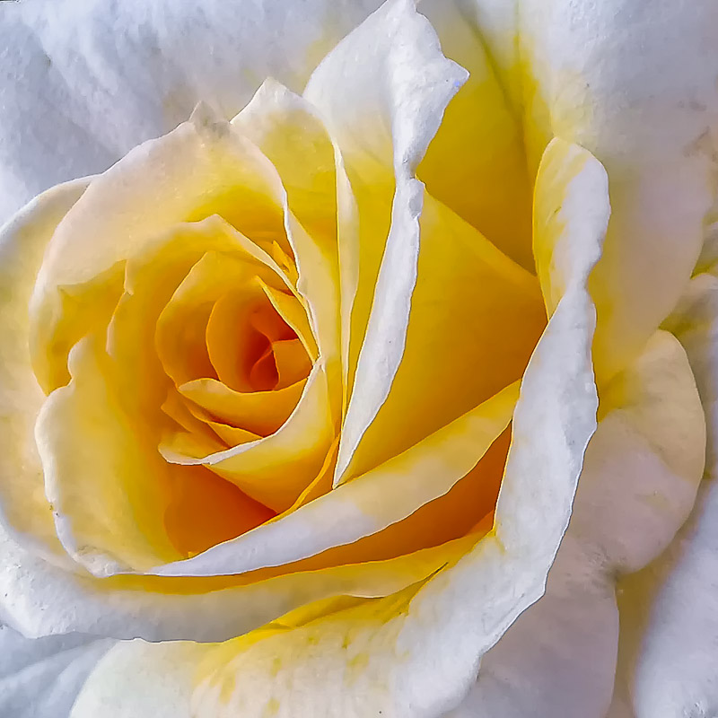 Light Yellow Rose