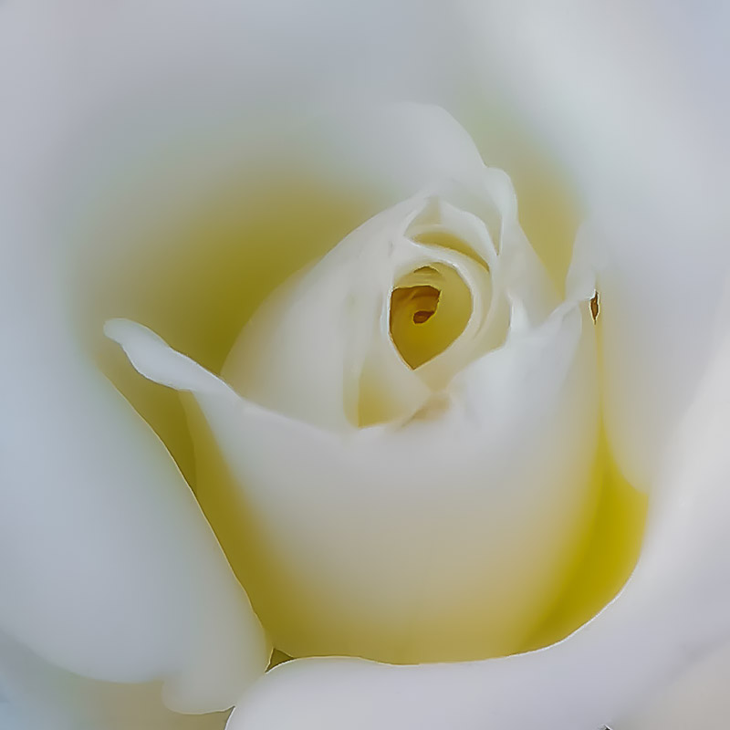 Soft White Rose