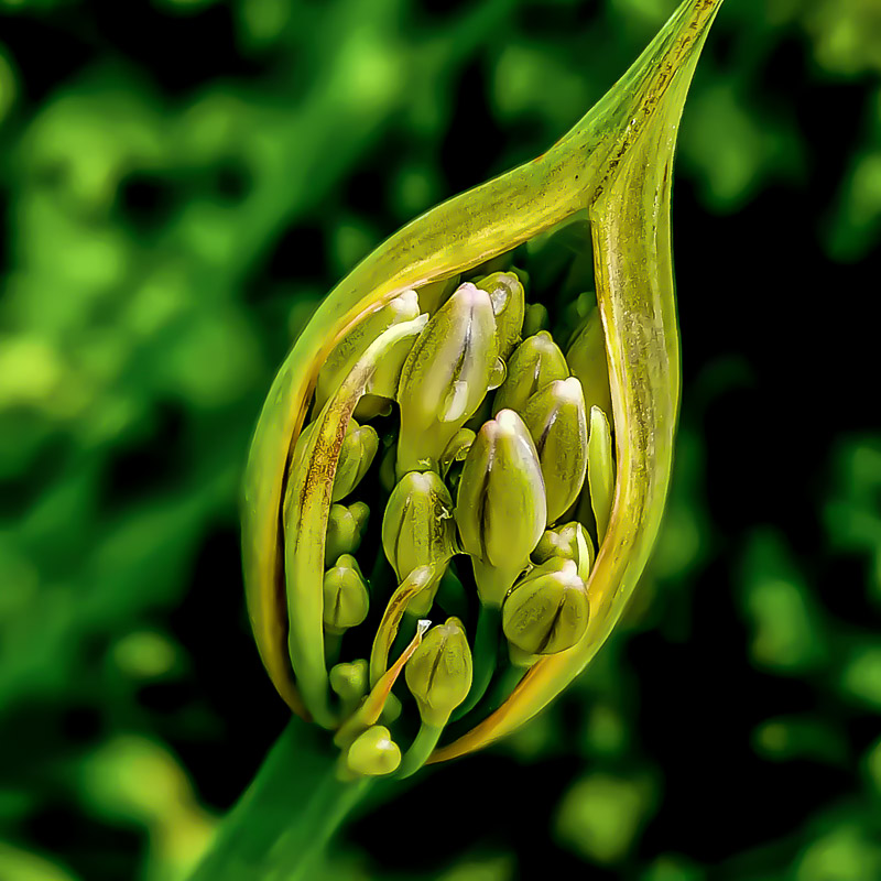 Covered African Lily