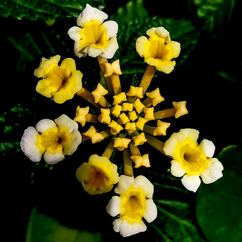 Yellow Bloom