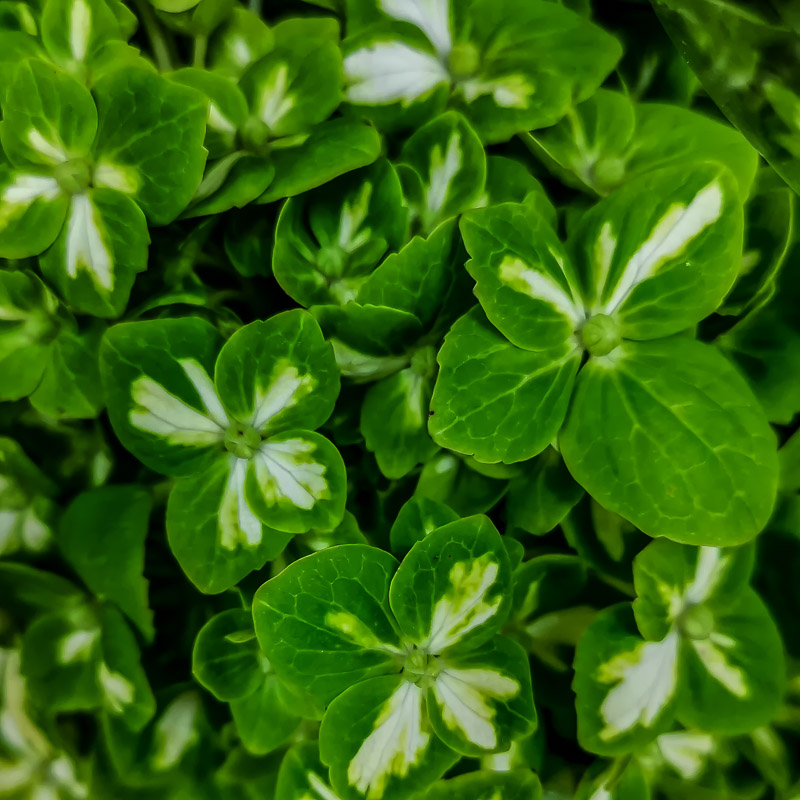 Green White Leaves