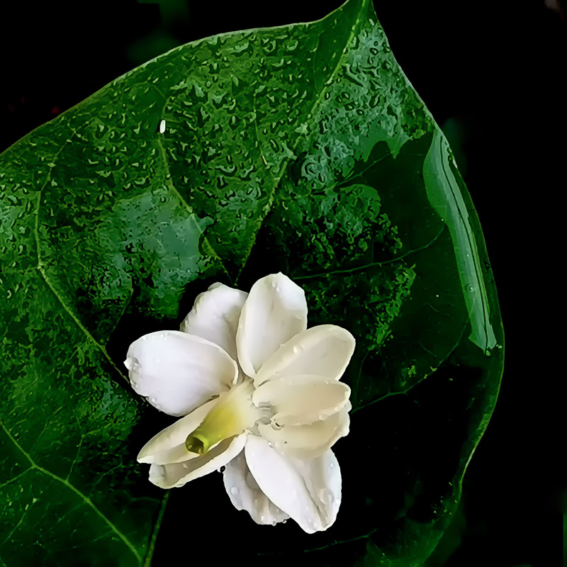 Jasmine Flower