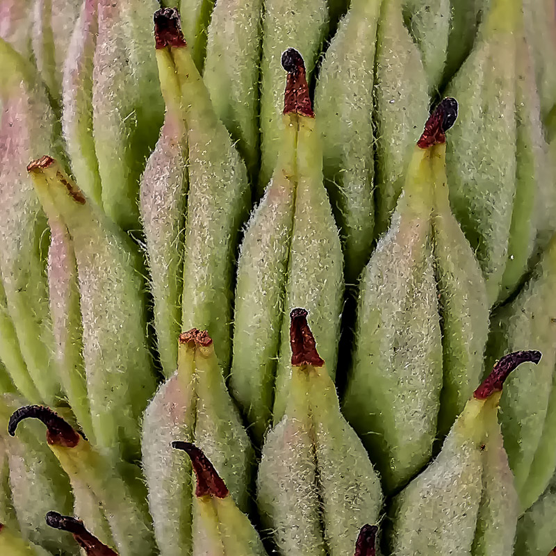 Magnolia Cone