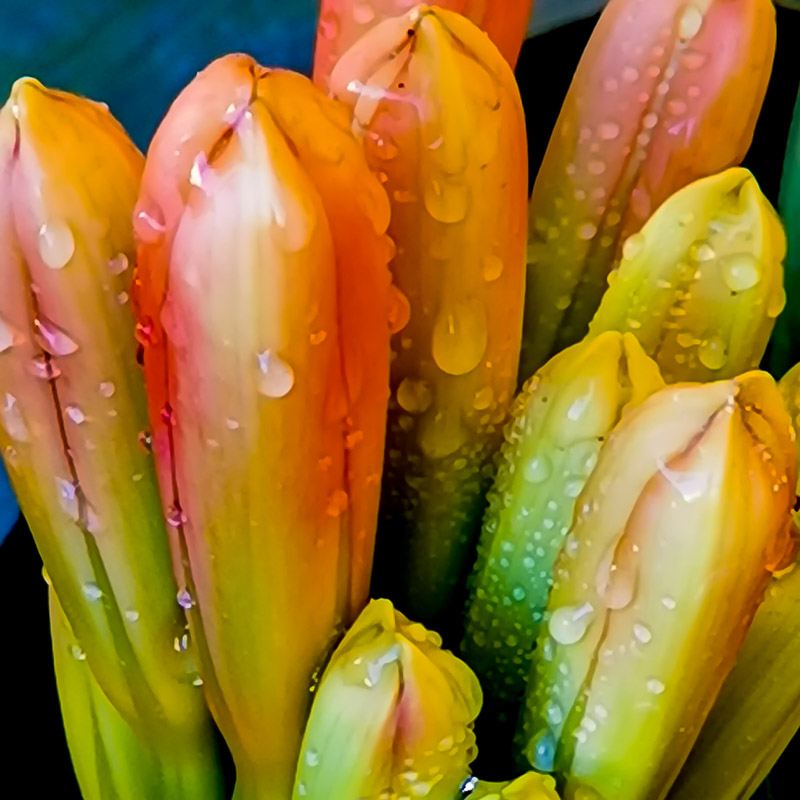 Clivia Blossoms