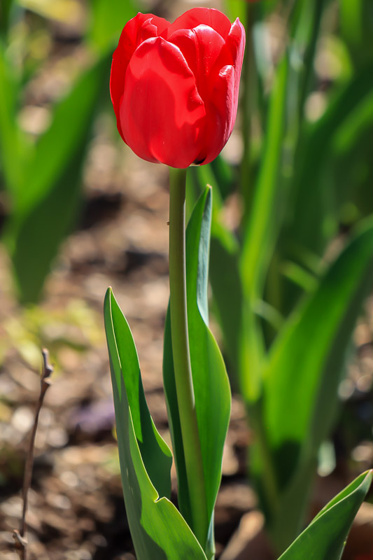 Red Tulip