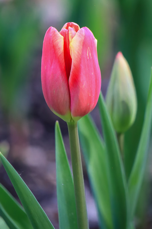 Tulip 