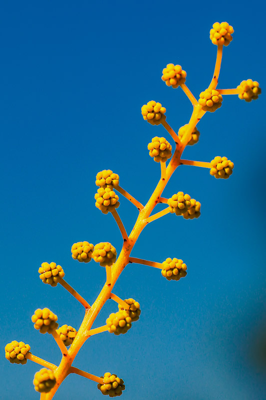 Spring Blue Sky
