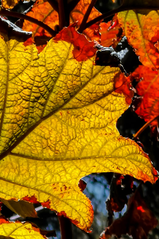 Back Lit Leaves