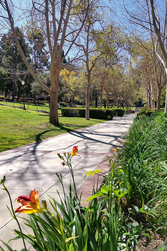 UCLA Campus 13