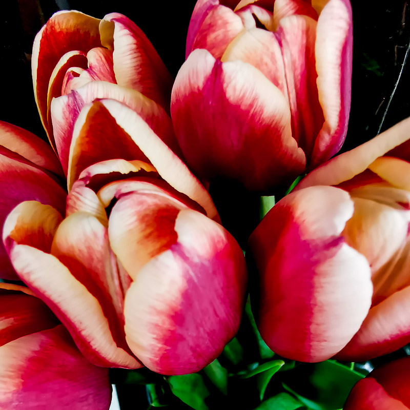 Tulips