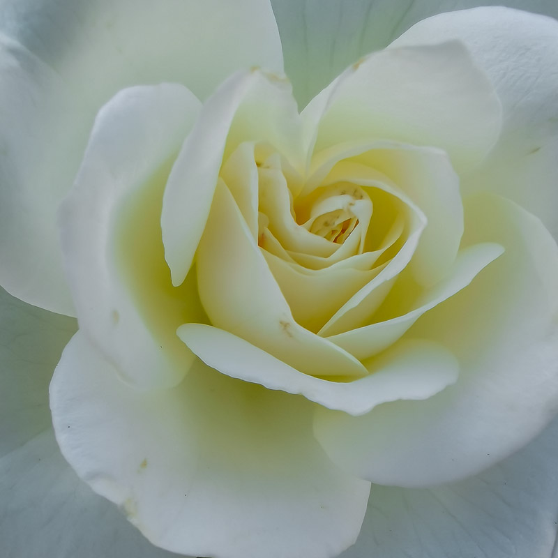 White Rose