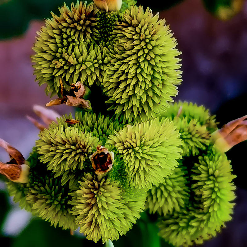 Canna Lily Fruits